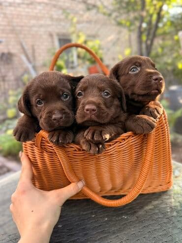 лабрадор купить щенка: Щенки лабрадор -ретривер 🐾 Рождены-27.07.2025 Шоколадного окраса С — 1