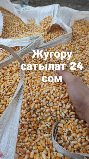 Кукуруза на зерно. - Желтое дроблёное зерно кукурузы в мешках. -