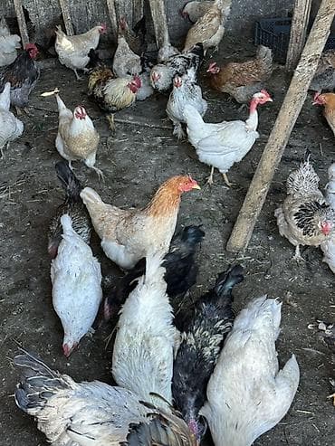 большая клетка для птиц: Продаю | Куры, Петух | Домашняя | На забой, Для разведения, Несушки — 1