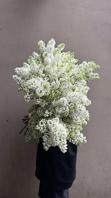 Белая сирень — срезка и ветки для букетов Ветка 60 сом Пишите ват сап
