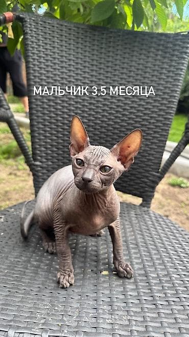 голая кошка девочка: 🐾 Ищем самые заботливые и любящие семьи для наших котят 🐾 В продаже — 1