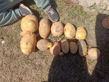 мешки 50 кг: Картошка Джелли, Оптом — 4