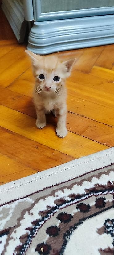 стоимость бенгальских кошек: Рыжие и чёрный котята, возраст примерно 1–2 месяца. Особенности: - — 2