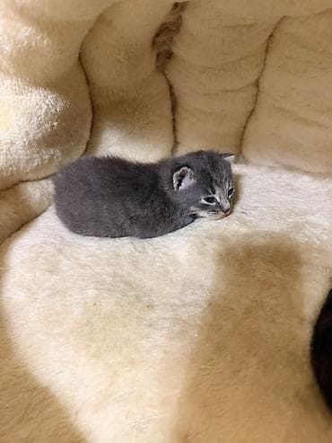 котята даром: Отдам двоих котят в хорошие руки. Им по полтора месяца. Так же есть — 1