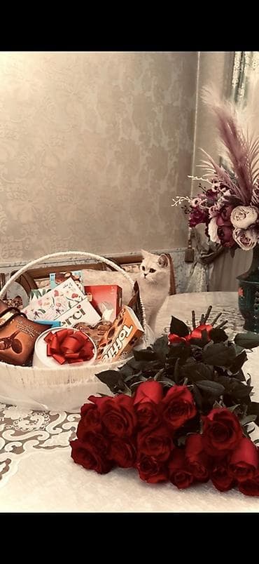 британская кошка шиншилла: Ищу человека, который будет любить и заботиться о ней даже лучше, чем — 1