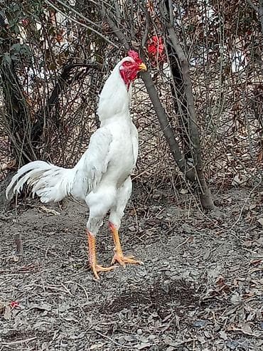 Продаю | Петух | Бойцовая | Для разведения