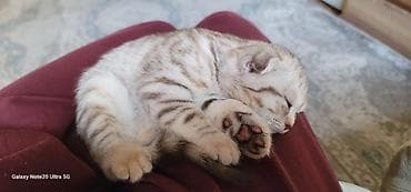 Породистые котята скоттиш страйт и скотиш фолд, со всеми документами и
