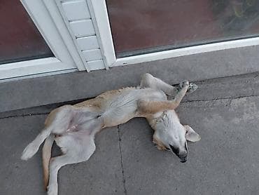 перепелка бишкек: Ит бекер берилет: 3 айлык, Ургаачы — 4