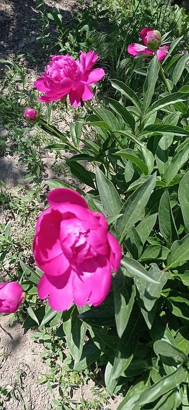 лук продам: Бутоны пионов разных цветов малиновые белые розовые бутоны плотные — 7