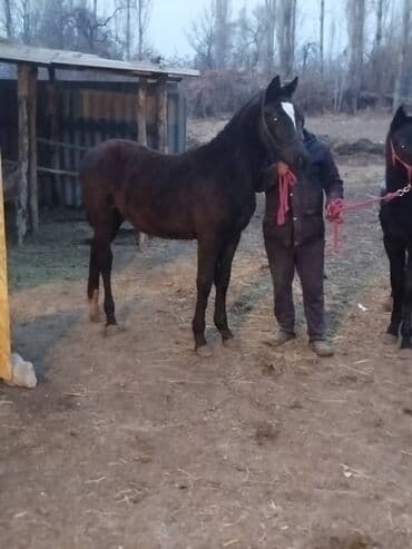 англиский бульдог: Продаю | Жеребенок | Английская | Для разведения, Конный спорт — 4