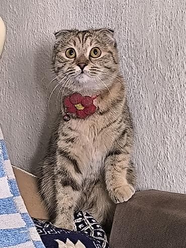 отдам хорошие руки котят: Котята, помёт из трёх малышей: -Родились — 2