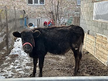 куплю собаку в бишкеке: Срочно 🚨 — 5