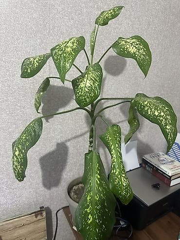 Диффенбахия (пестролистная, крупнолистная) - Комнатное