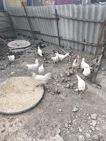 утки индоутки: Продаю | Куры | Леггорн | Несушки — 2