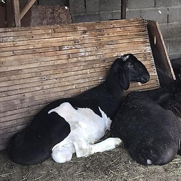 лысые крысы: Продаю | Баран (самец) | Арашан | Для разведения | Племенные — 4