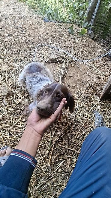 цена собаки корги: Спаниель, 1 год, Самец — 4