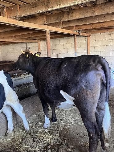 кошка с разными глазами: Продаю | Корова (самка) | Алатауская | Для молока | Привязанные — 2