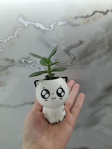 хризантема в горшке купить: Очаровательный хлорофитум и денежное дерево в прекрасном кашпо! Для — 4