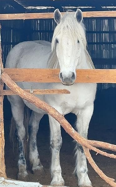 Продаю | Кобыла (самка) | Племенные