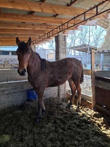 срочно продаю в связи с переездом: Сатам | Бээ (ургаачы) — 3