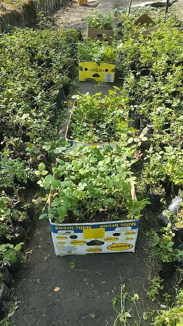 баран матка: Саженцы — 2