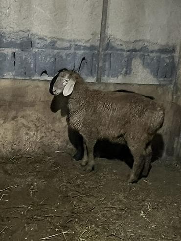 Сатам | Кочкор (эркек) | Көбөйтүү үчүн