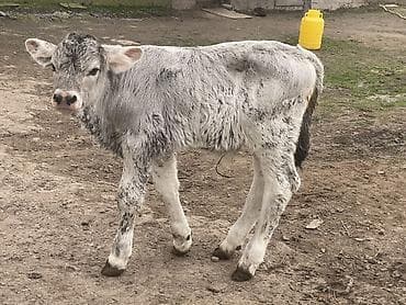 черепаха животное: Продаю | Музоо, торпок | Швицкая | Для разведения | Племенные — 1