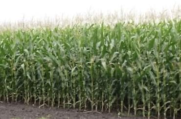 сена тук: Кукуруза — 1