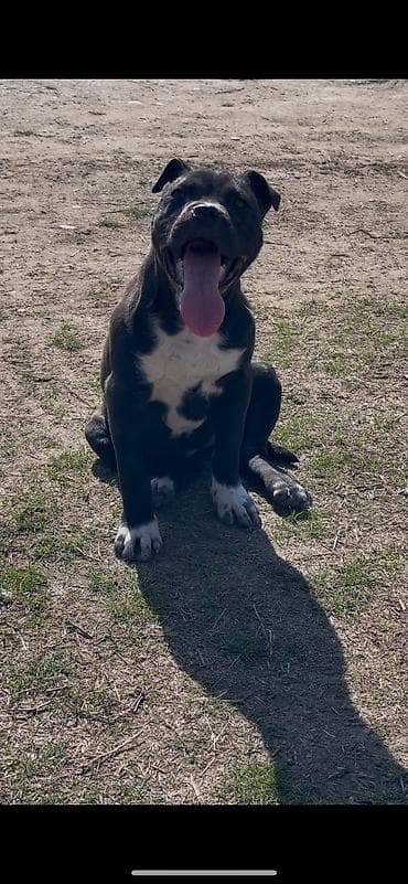 Иттер: Бойцовский родуха всё есть Щенок сучка средних размеров с короткой — 3