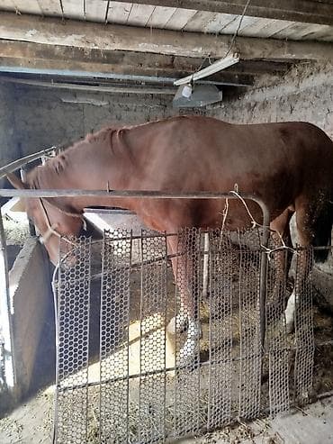 ветеринар каракол: Сатам | Байтал | Жумушка — 2