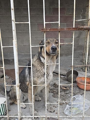 где можно найти собаку: Собака даром: Алабай, Более 5 лет, Самка, С прививкой, С родословной — 1