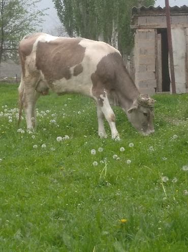 беде себем: Продаю | Корова (самка) | Для разведения — 1