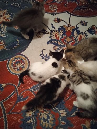 ОТДАМ КОТЯТ И КОШЕК,здоровые, ЧИСТЫЕ,помогите пожалуйста кто не может — 5