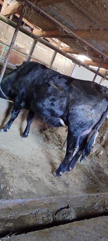 Продаю | Корова (самка), Тёлка | Голштин | Для разведения, Для молока | Племенные, Стельные, Отела не было