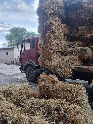 Транспорт: Грузовик, Mercedes-Benz, Стандарт, Б/у — 3