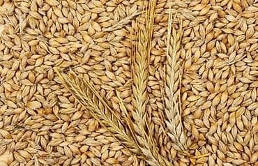 бочка парилка: Арпа сатылат продаю ячмень из под комбаина 19гектар — 1