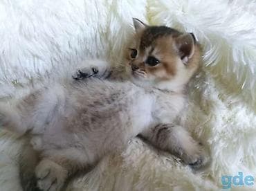 купить кошку манчкин: Скотиш Страйт (Шотландская прямоухая), 1 месяц, Девочка, Золотая шиншилла, Приучена к лотку — 2
