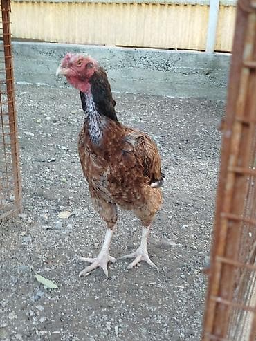 бара: Продаю | Куры — 5