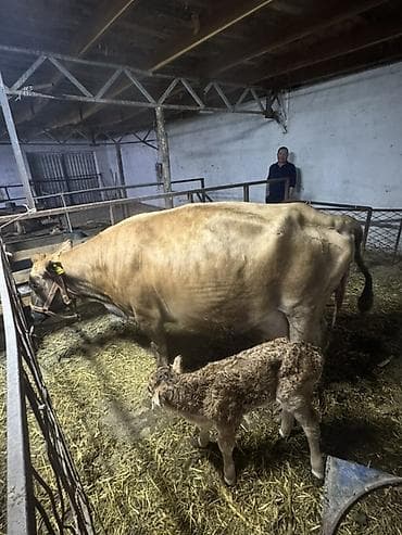 каз фермер: Продаю | Корова (самка) | Для молока | После отела — 2