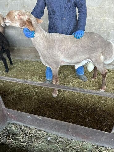 продаю в связи с переездом: Продаю | Баран (самец) | Арашан | Для разведения | Осеменитель — 5