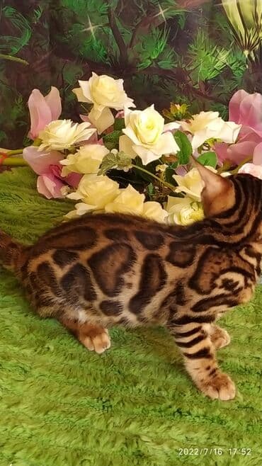 новорожденные котята: Бенгальская, 2 месяца, Мальчик — 17