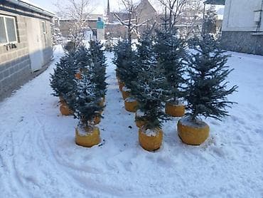 озеление: Саженцы деревьев: Ели, Самовывоз — 2