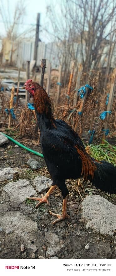 сколько стоит ротвейлер щенок: Продаю | Петух | Дакан | Для боев — 4