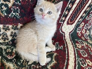 Продажа кошек: Беспородная, 2 месяца, Девочка, Рыжий, Приучена к лотку — 2