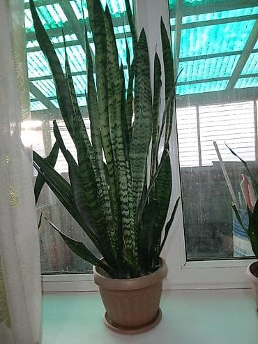 Диффенбахии: Акция, акция. Большой выбор Сансиеверии от 200 сомов до 1000 сомов — 3