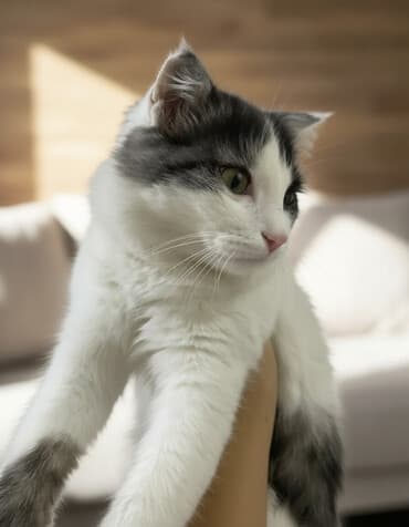 сколько стоит вислоухий котёнок: Скотиш Фолд (Шотландская вислоухая), 7 месяцев, Мальчик, Биколор — 1