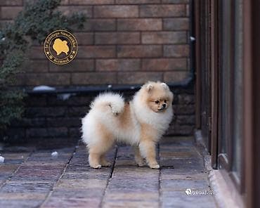 померанский шпиц фото цена: Шпиц, 6 месяцев, Самец, С прививкой, С родословной — 3