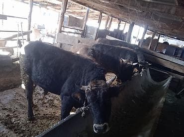 купить карликового кролика: Продаю | Бык (самец) | Швицкая | На откорм | Привязанные — 1