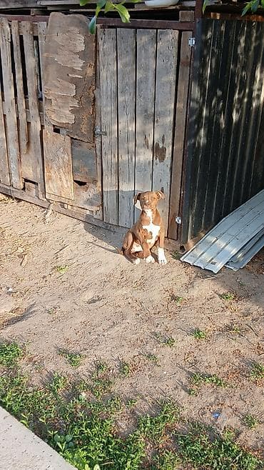 Продажа собак: Питбуль, 2 месяца, Самка — 7