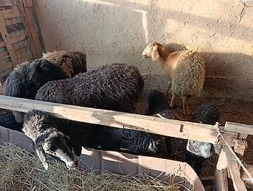 продаю кролов: Продаю | Овца (самка) | Для разведения | Матка — 4